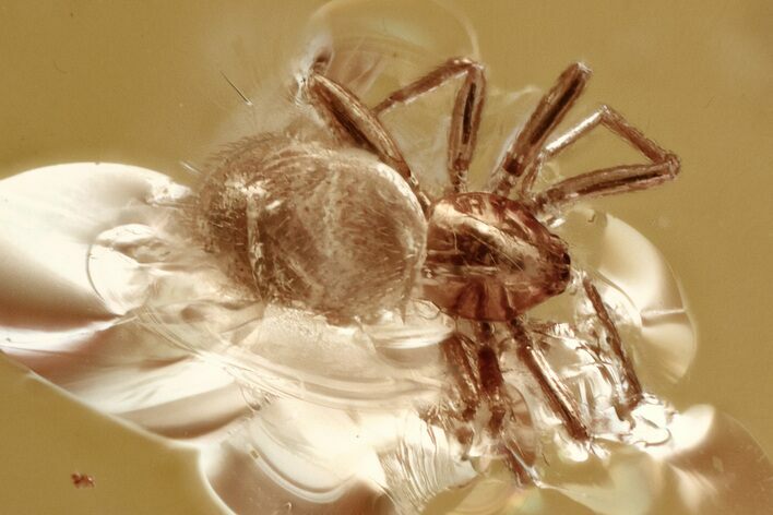 Detailed Fossil Spider (Araneae) In Baltic Amber #346643